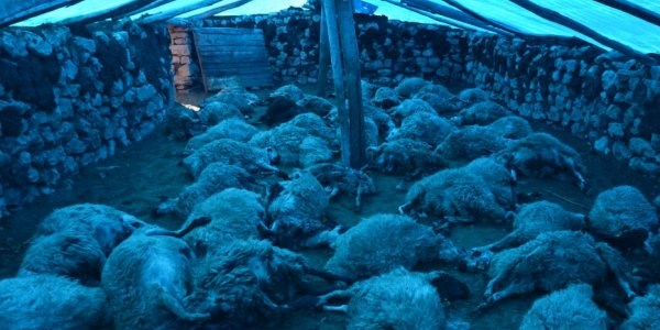 Kurt sald�r�s�nda 75 k���kba� hayvan telef oldu