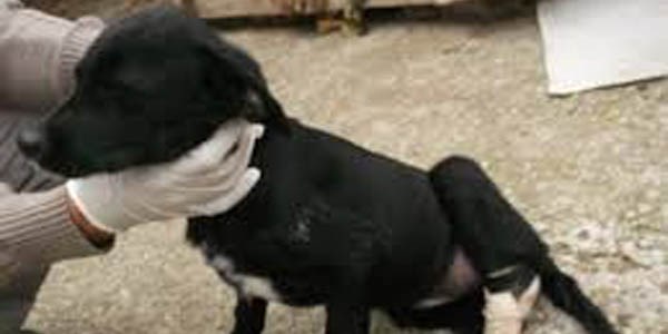 Aç kalan köpeklerin birbirini yediği iddialarına yalanlama