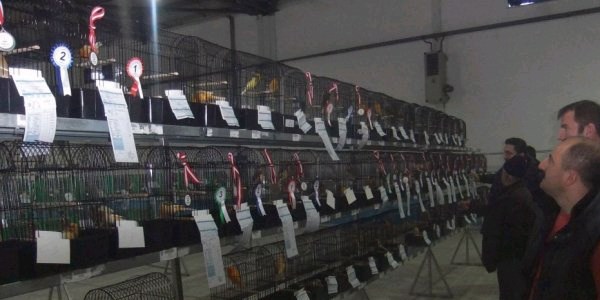 K�tahya 'Kanarya Cenneti'ne d�nd�