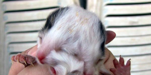 İskenderun'da iki yüzlü kedi dünyaya geldi