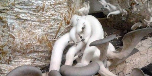 Dalaman'da istiridye mantarı hasadına başlandı