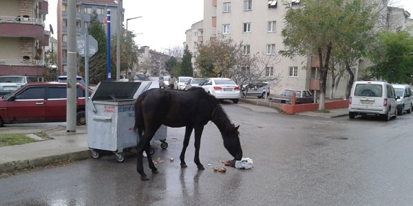 Atlar şehre indi, çöp konteynerlerine dadandı