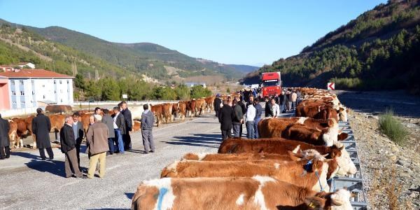 Sinop'ta davul zurnalı damızlık sığır dağıtımı