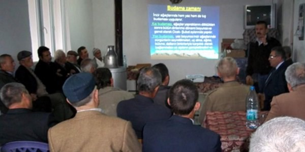 İncir yetiştiricilerine uygulamalı budama eğitimi verildi