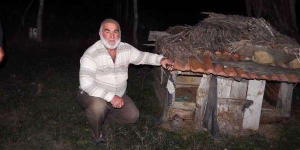 Orman köylerinde köpekleri yiyen 'yaratık' korkusu