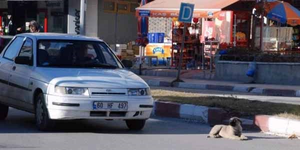 Köpeğin tehlikeli güneş keyfi