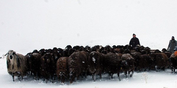 Dou'da koyunlarn karlara bata ka yolculuu