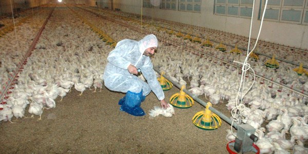 Dev tavuk kümesleri soğukta kömürlü soba ile ısıtılıyor
