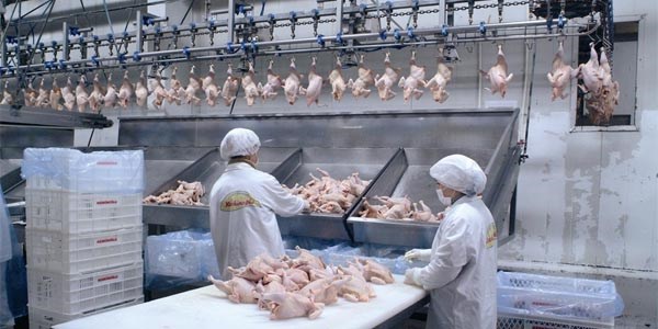 Kanatlı sektörü ihracatta 1 milyar doları geçecek