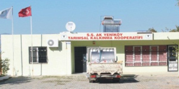 Akyeniköy Tarımsal Kalkınma kooperatifinden zeytin atağı