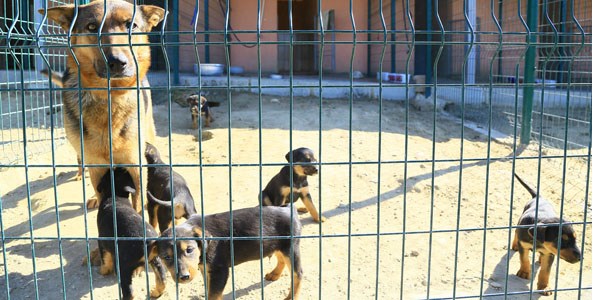 Denizli Belediyesi sokak hayvanlar�na sahip ��k�yor