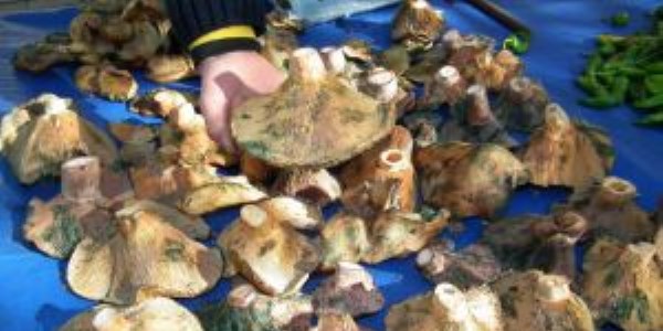 Ayd�n'da da� mantar� tezgahlarda yerini koruyor