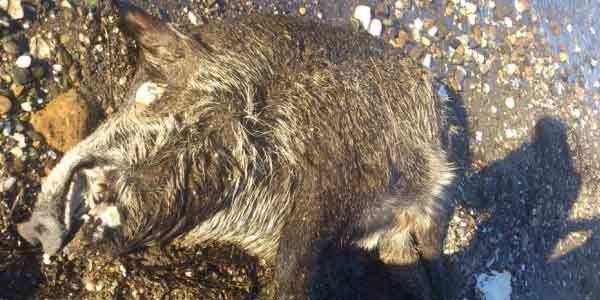 Denizden domuz ��kt�