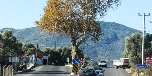 200 yıllık çınarı koruyarak yolu genişlettiler