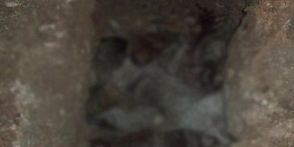 U�ak'ta k�pek katliam�