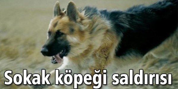 A� kalan k�pek s�r�s� ya�l� kad�na sald�rd�