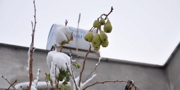 Meyve veren armut ağacı şaşırttı