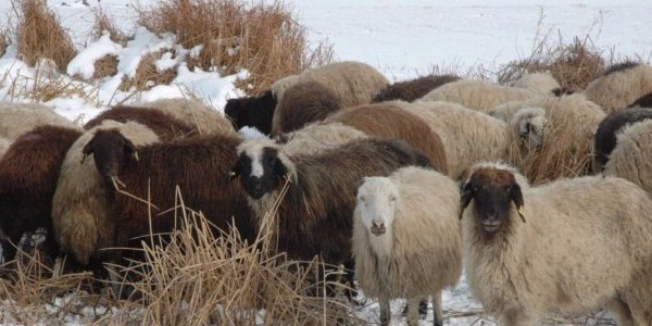 Köylülerin tasarruf tedbirleri