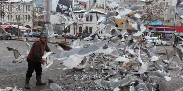 Satılmayan balıklar martılara yem oldu