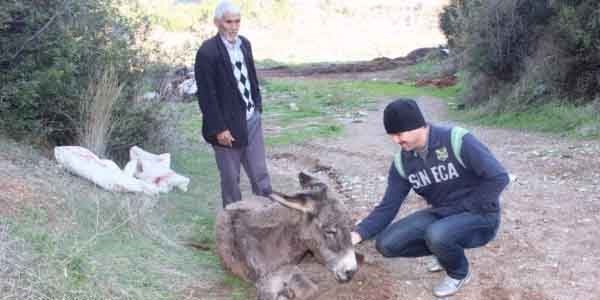 Manisa'da bir e�e�i �l�me terk ettiler