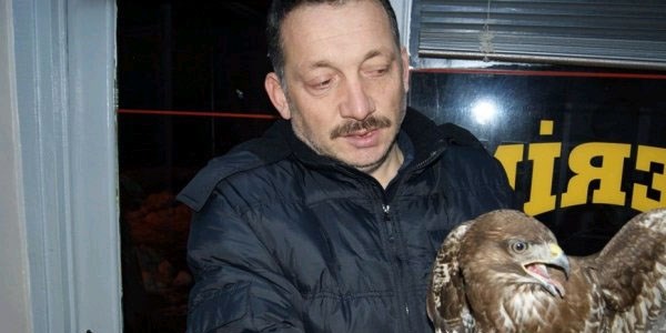 Giresun'da yaralı atmacaya şefkat eli