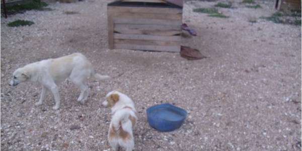 Eceabat hayvan bar�na��nda inceleme