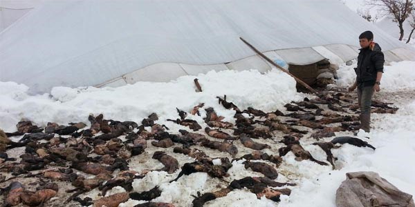 Siirt'te 10 bin hayvan yavrusu telef oldu