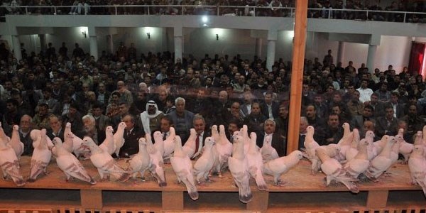 Osmaniye'de g�vercin festivali