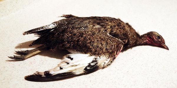 'Mezgelde�i' vuran baba-o�ula 15 bin 600 lira ceza ve hapis