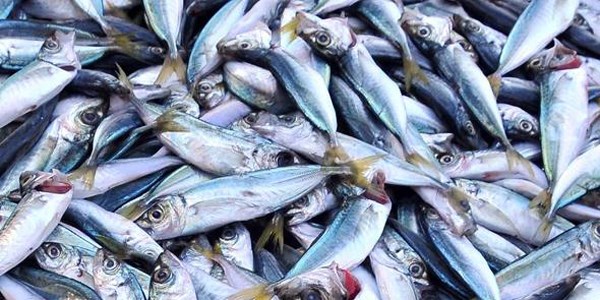 Balık fiyatları ikiye katlandı