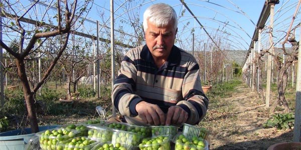 Aral�kta erik a�a�lar� meyve verdi