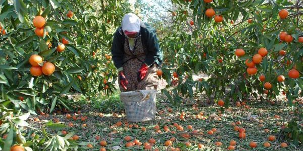 Fırtınada 90 ton mandalina zarar gördü