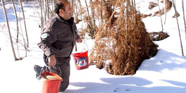 Karda yiyecek bulamayan kuşlar için bir ton yem