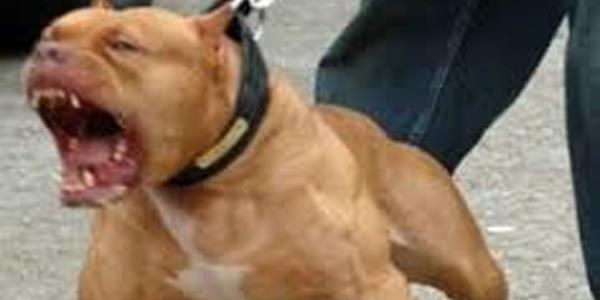 Şehrin ortasında pitbull dehşeti