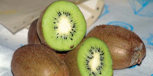 Günde bir kivi, C vitamini ihtiyacını karşılıyor!