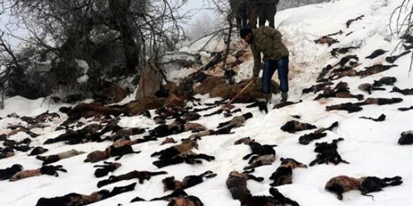 Şırnak'ta 1500 kuzu ve koyun telef oldu