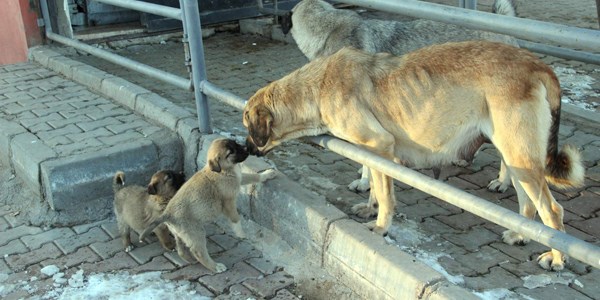 Sokak k�pekleri mezbahane g�revlileri taraf�ndan besleniyor