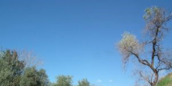Aydın'da zeytin ağaçlarındaki dal kurumaları üreticileri tedirgin ediyor