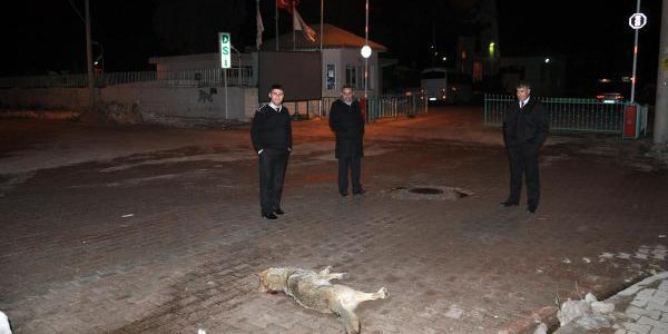 Kardan kapanan yolları açan ekibe kurtlar saldırdı