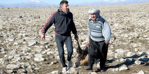Aç kurtlar köye saldırdı, 20 koyun telef oldu