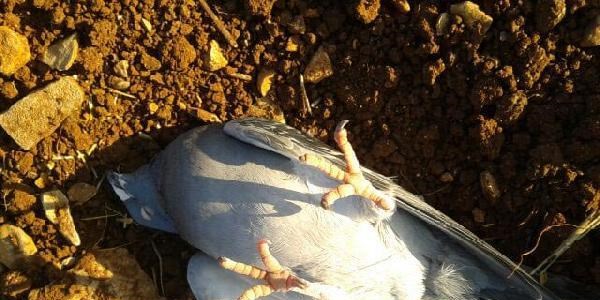 Bu güvercin ölü taklidi yapıyor