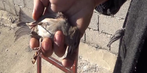 �eki�le ser�e kurtarma operasyonu h�sranla sonu�land�
