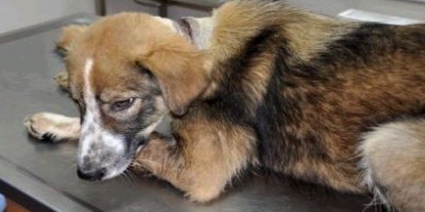 Yaralı sokak köpeği tedavi altına alındı