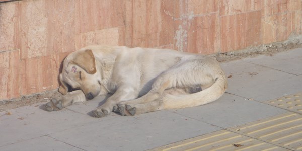 Bilecik'te bazı başıboş köpekler valilik önünü mesken tuttu