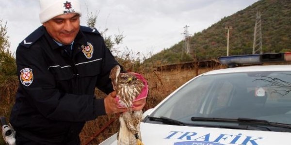 Polisin yaralı bulduğu şahin tedaviye alındı