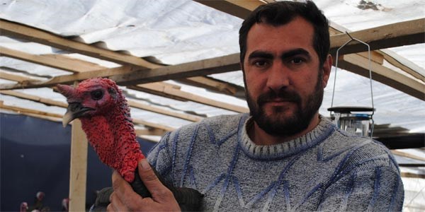 Yılbaşı hindileri 130 liraya yok satıyor