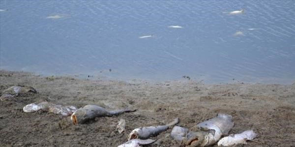 Milletvekili Öztaylan'dan toplu balık ölümlerine tepki