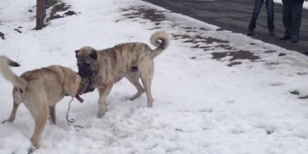 Köylüler köpek dövüştürdü