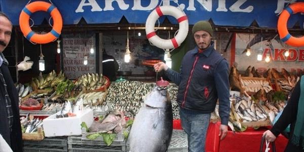 Kansere karşı köpekbalığı