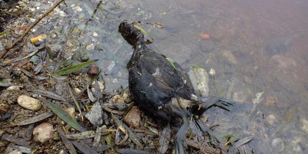 Simav Çayı'ndaki kirliliğe Bakanlık incelemesi